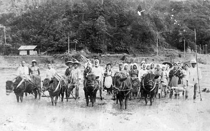 昭和昭和20年頃の田植えの日。5頭立ての牛は当時でも珍しかった。